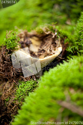 Image of brown mushroom autumn outdoor macro closeup 