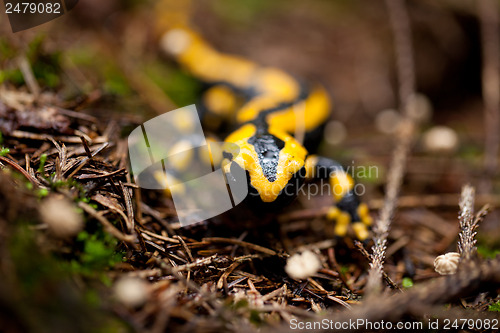 Image of fire salamander salamandra closeup in forest outdoor