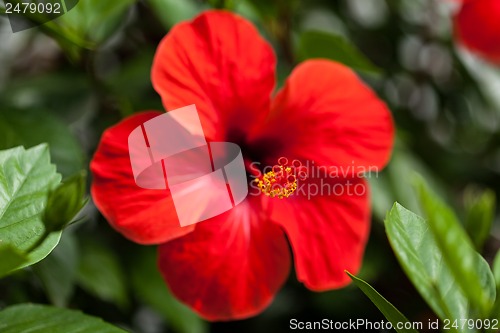 Image of beautiful red hibiscus flower in summer outdoor