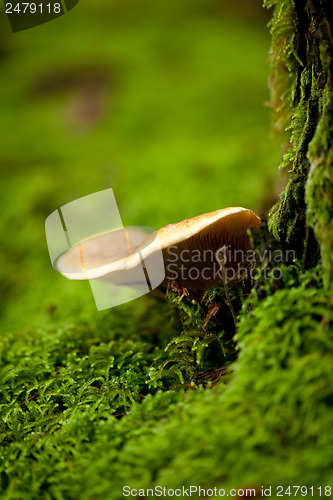 Image of brown mushroom autumn outdoor macro closeup 