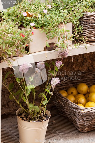 Image of fresh green different herbs and flowers on window outdoor 