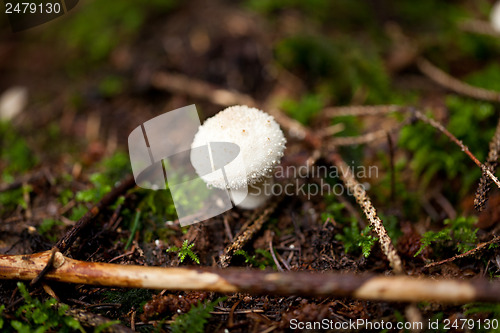 Image of brown mushroom autumn outdoor macro closeup 