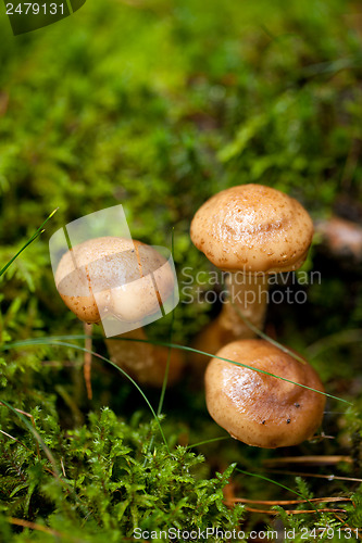 Image of brown mushroom autumn outdoor macro closeup 