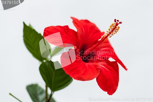 Image of beautiful red hibiscus flower in summer outdoor