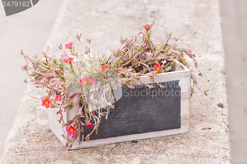 Image of small chalkboard copyspace in decorative flower pot outdoor