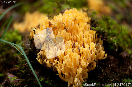 Image of ramaria mushroom detail macro in forest autumn seasonal