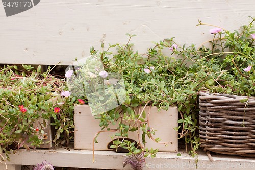 Image of fresh green different herbs and flowers on window outdoor 