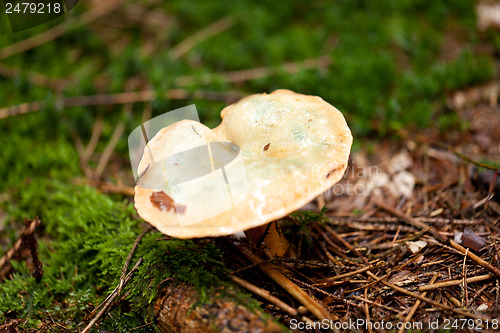 Image of brown mushroom autumn outdoor macro closeup 