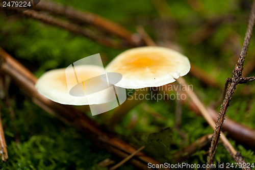 Image of brown mushroom autumn outdoor macro closeup 