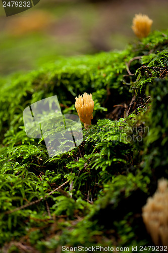 Image of ramaria mushroom detail macro in forest autumn seasonal