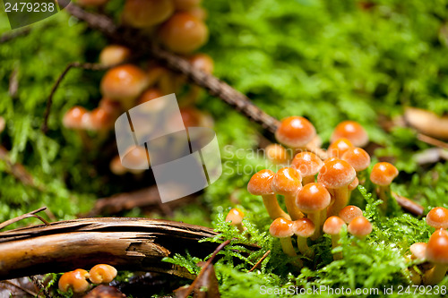 Image of group of brown mushrooms in forest autumn outdoor 