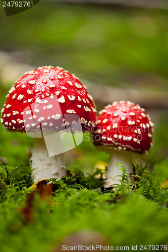 Image of agaric amanita muscaia mushroom detail in forest autumn 