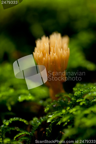 Image of ramaria mushroom detail macro in forest autumn seasonal