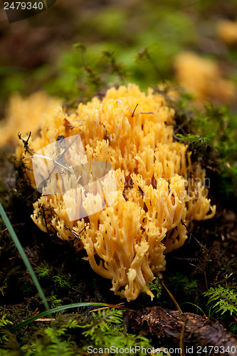 Image of ramaria mushroom detail macro in forest autumn seasonal