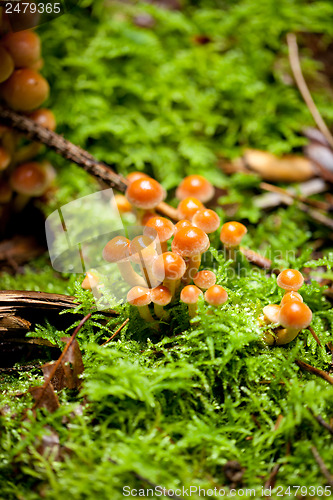 Image of group of brown mushrooms in forest autumn outdoor 