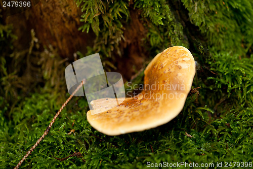 Image of brown mushroom autumn outdoor macro closeup 