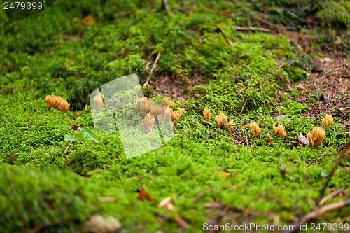 Image of ramaria mushroom detail macro in forest autumn seasonal