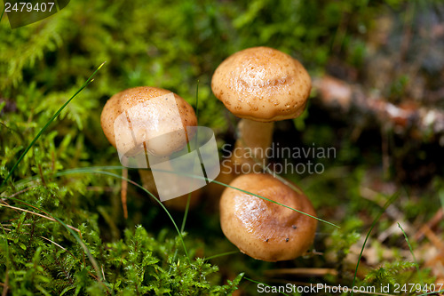 Image of brown mushroom autumn outdoor macro closeup 