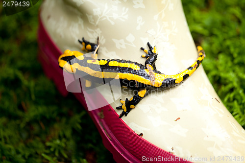 Image of fire salamander salamandra closeup in forest outdoor