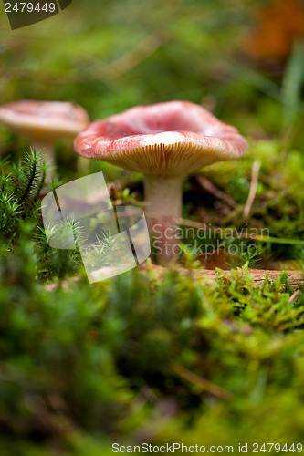 Image of brown mushroom autumn outdoor macro closeup 