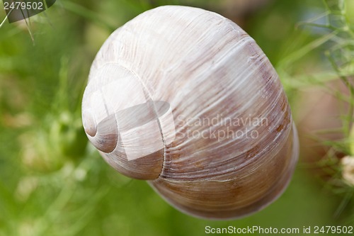 Image of brown snail sitting on geen tree macro closeup