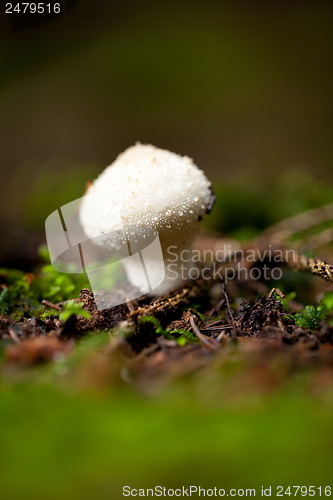 Image of brown mushroom autumn outdoor macro closeup 