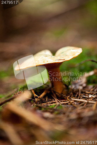 Image of brown mushroom autumn outdoor macro closeup 