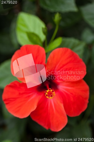 Image of beautiful red hibiscus flower in summer outdoor