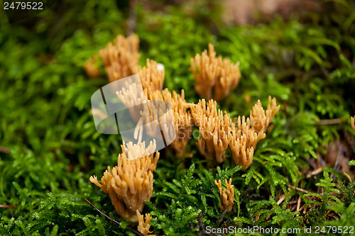 Image of ramaria mushroom detail macro in forest autumn seasonal