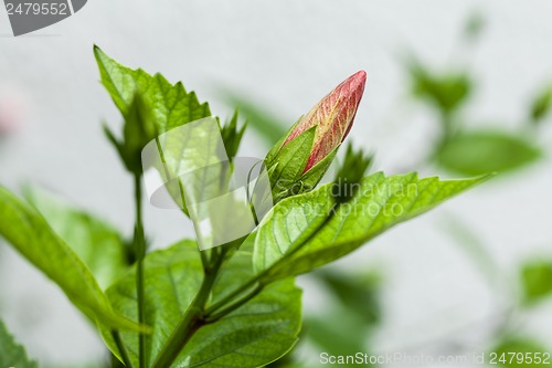 Image of beautiful red hibiscus flower in summer outdoor