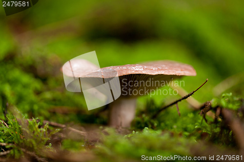 Image of brown mushroom autumn outdoor macro closeup 