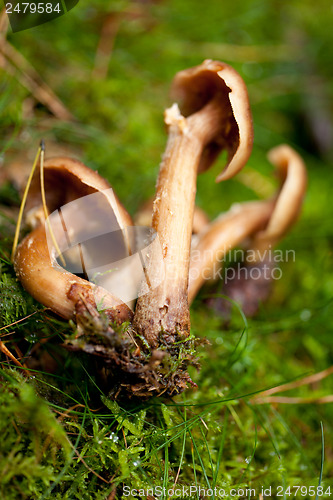 Image of brown mushroom autumn outdoor macro closeup 