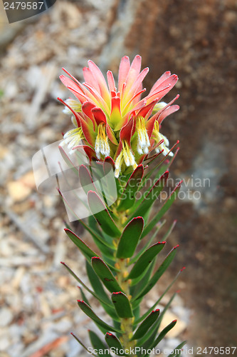 Image of Crackerjack Red Flowering in rockery