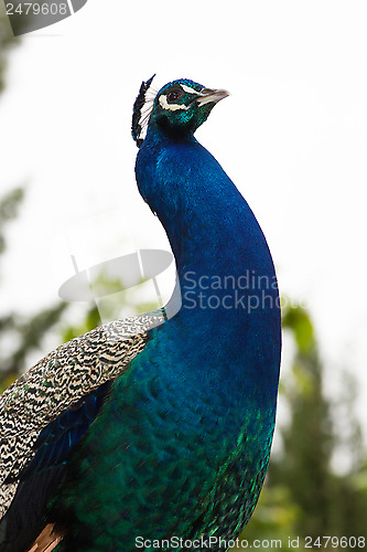 Image of Peacock Portrait