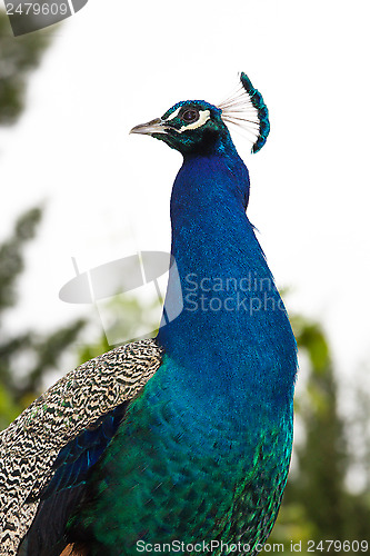 Image of Peacock Portrait Closeup