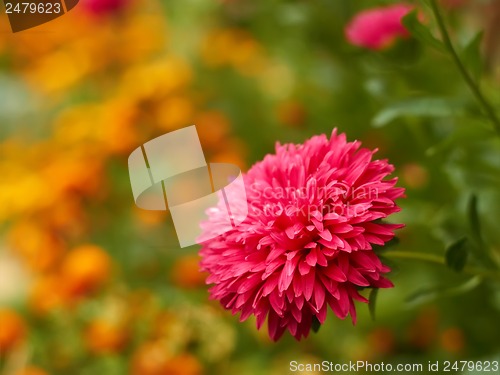 Image of Aster on a flowerbed