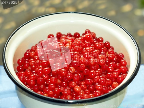 Image of Red viburnum berries in an enamel pan