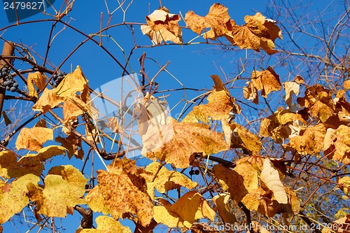 Image of Yellow and scarlet leaves on a grapes bush