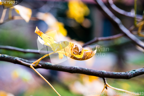 Image of Chestnut in autumn