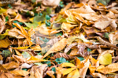 Image of Autumn Chestnut Leaves