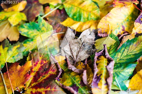 Image of Autumn Leaves