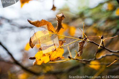 Image of Chestnut in autumn