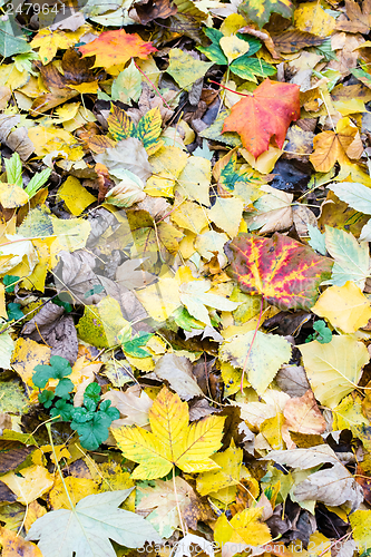 Image of Autumn Leaves