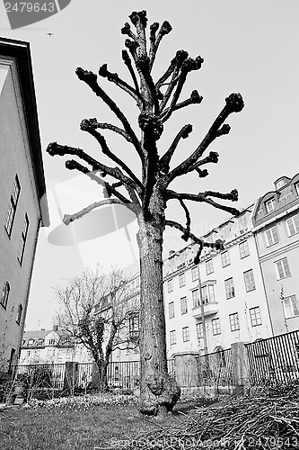 Image of Old tree in Stockholm, Sweden