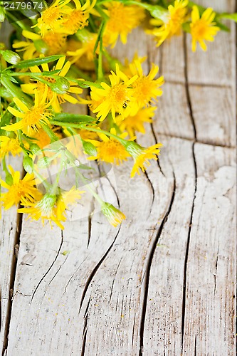 Image of wild yellow flowers