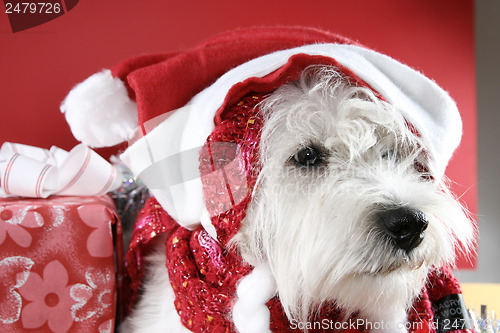 Image of White puppy