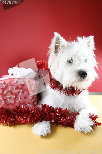 Image of White puppy