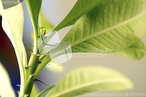 Image of Leafs