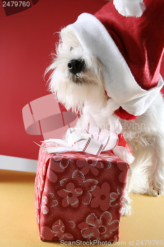 Image of White puppy