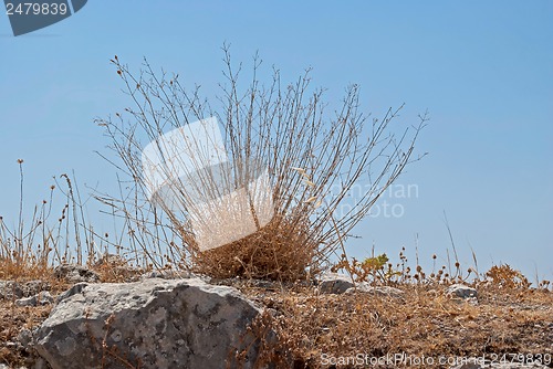 Image of Grass on the cliff.